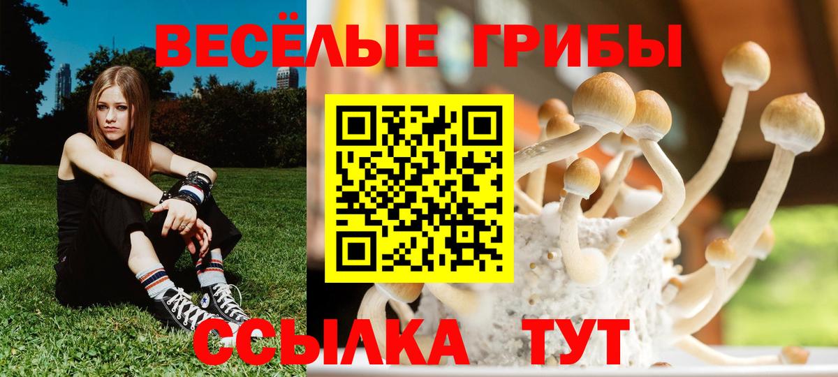 Прохладный  Псилоцибиновые грибы прущие грибы  Вход с VPN  Галлюциногенные грибы Psilocybe 